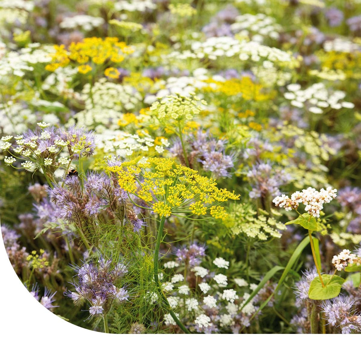 MRS Seeds & Mixtures Bloemenmengsel Nuttige Insecten