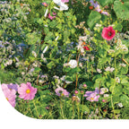 MRS Seeds & Mixtures Bloemenmengsel voor Lieveheersbeestjes