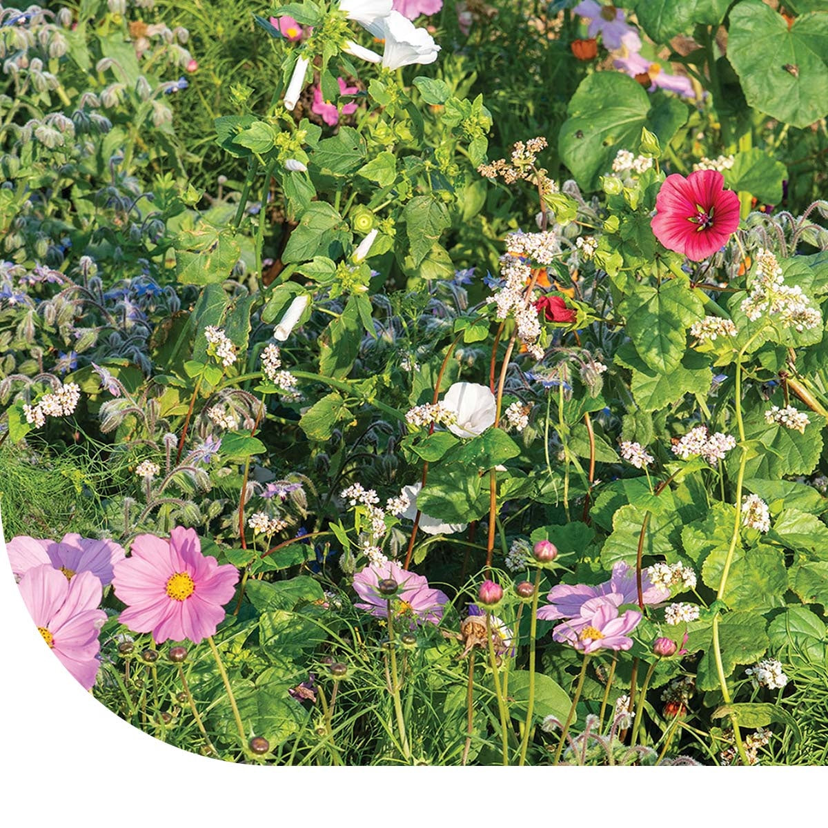 MRS Seeds & Mixtures Bloemenmengsel voor Lieveheersbeestjes