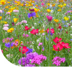 MRS Seeds & Mixtures Bloemenweide met Graszaad [nl]