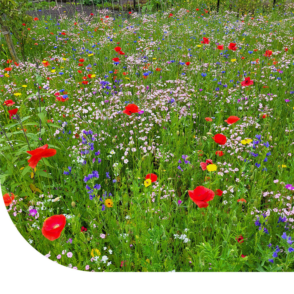 MRS Seeds & Mixtures Bloemenweide met Graszaad [nl]
