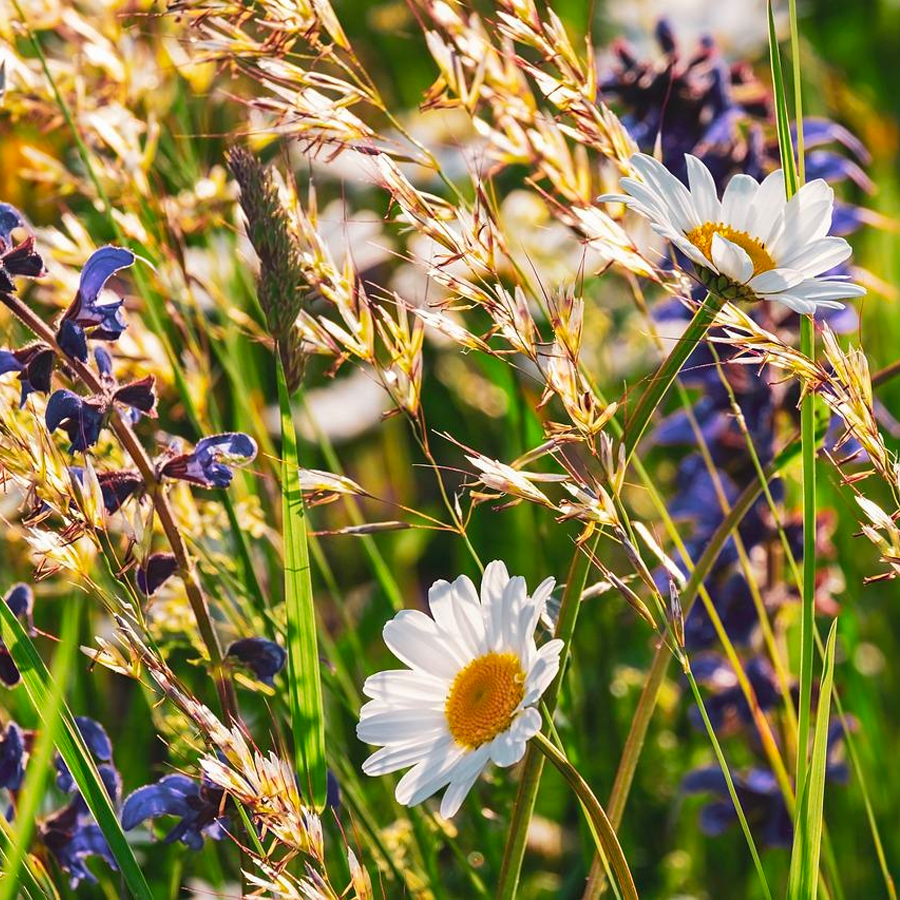 MRS Seeds & Mixtures Bloemrijk mengsel - natte gronden [nl]