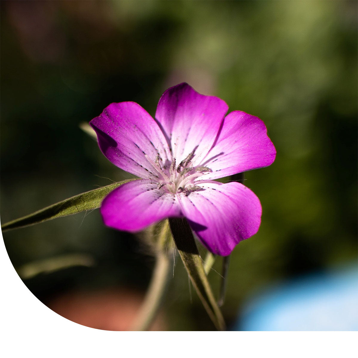MRS Seeds & Mixtures Bolderik - Agrostemma githago