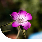 MRS Seeds & Mixtures Bolderik - Agrostemma githago