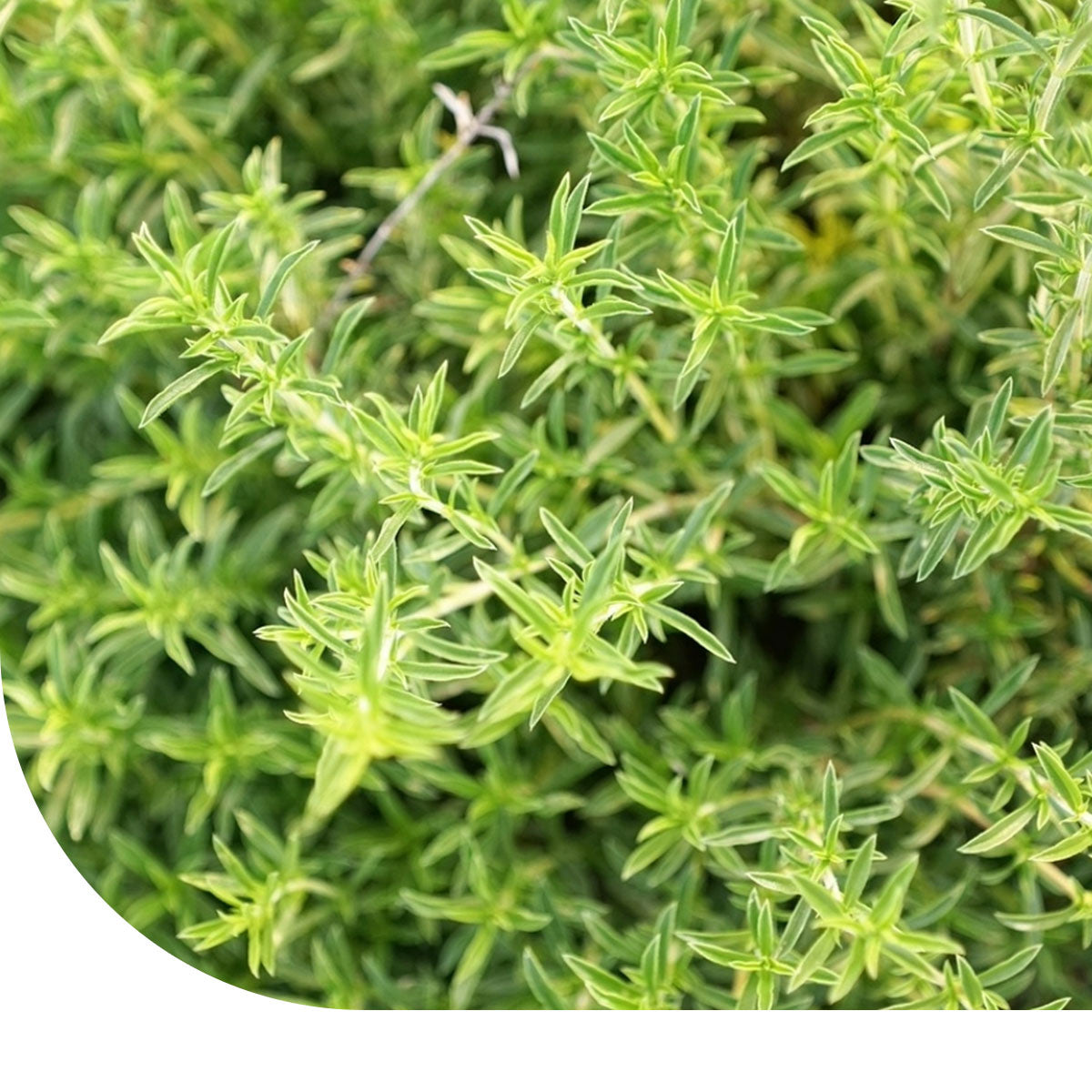 MRS Seeds & Mixtures Bonenkruid zaden - Summer Savory