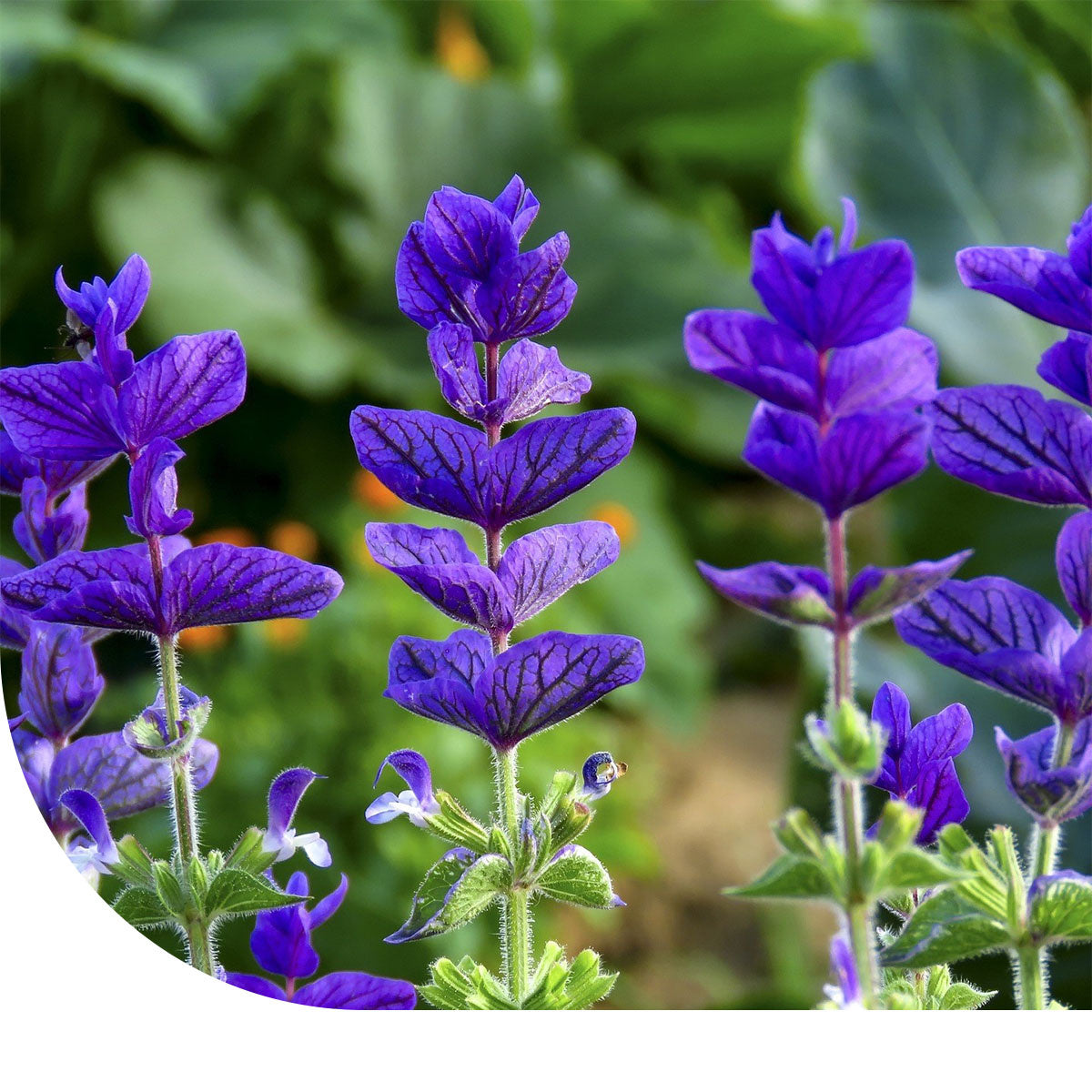 MRS Seeds & Mixtures Bonte Salie - Salvia horminum
