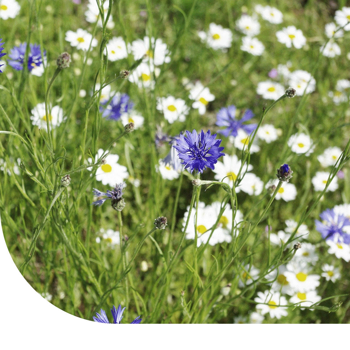 MRS Seeds & Mixtures Boomgaard Bloemenmengsel - 1 en meerjarig