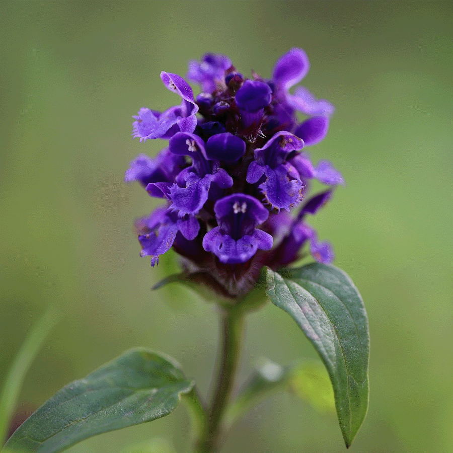 MRS Seeds & Mixtures Bosrand Bloemenmengsel Inheems - Meerjarig