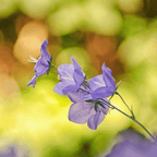 MRS Seeds & Mixtures Bosrand Bloemenmengsel Inheems - Meerjarig