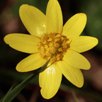 MRS Seeds & Mixtures Bosrand Bloemenmengsel Inheems - Meerjarig