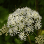 MRS Seeds & Mixtures Bosrand Bloemenmengsel Inheems - Meerjarig