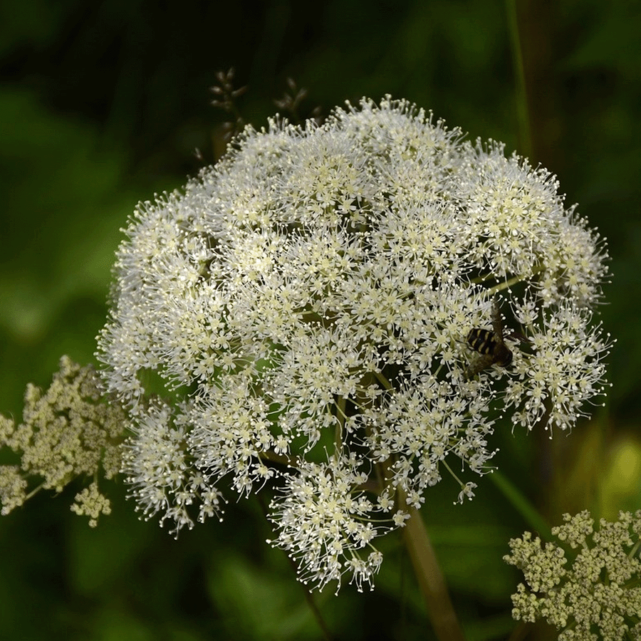 MRS Seeds & Mixtures Bosrand Bloemenmengsel Inheems - Meerjarig