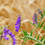 MRS Seeds & Mixtures Bosrand Bloemenmengsel Inheems - Meerjarig