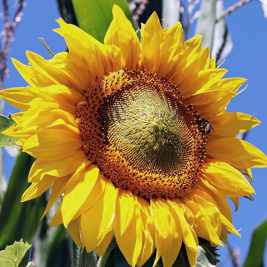 MRS Seeds & Mixtures Brandenburger Bijenmengsel