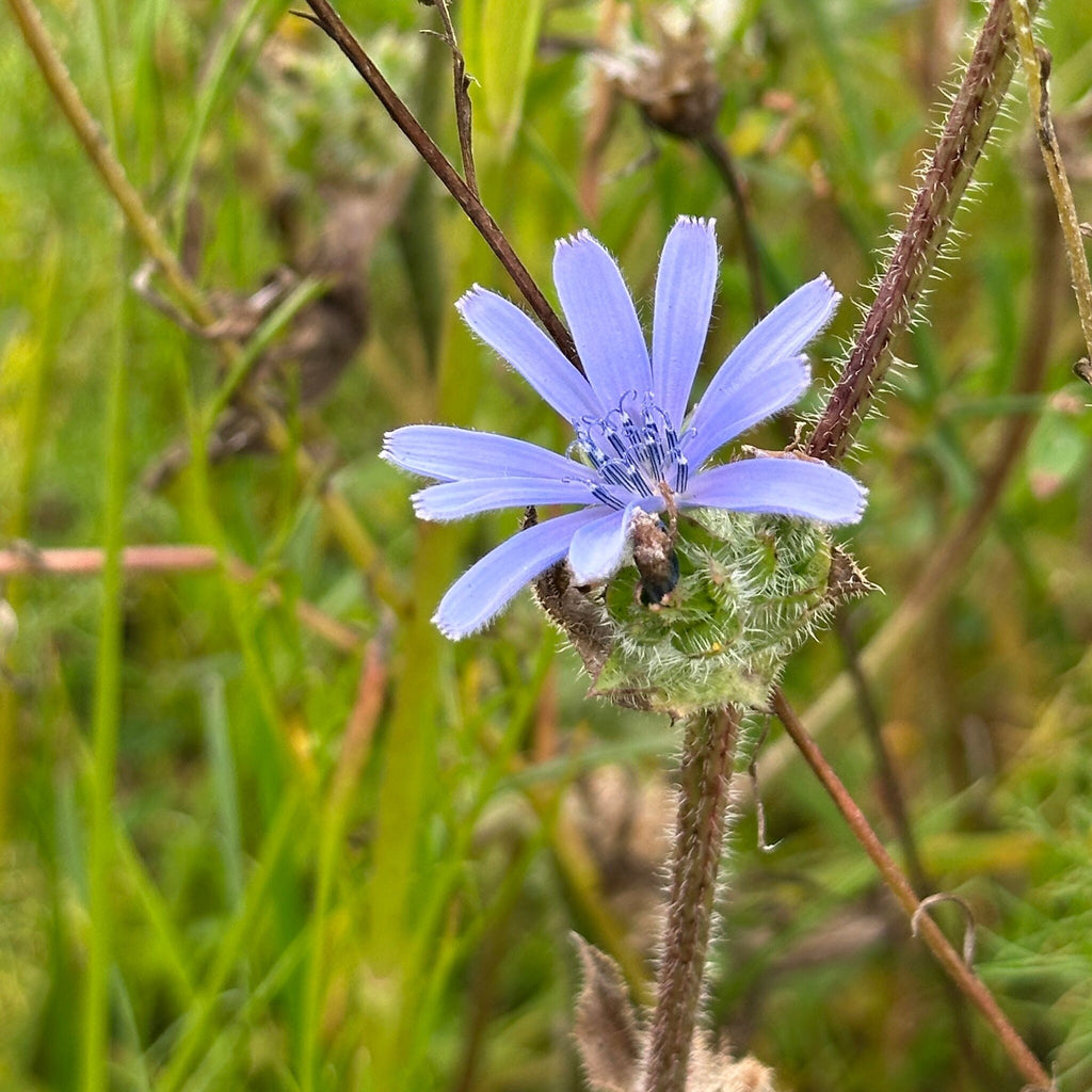 MRS Seeds & Mixtures Cichorei - Selvatico da campo [nl]