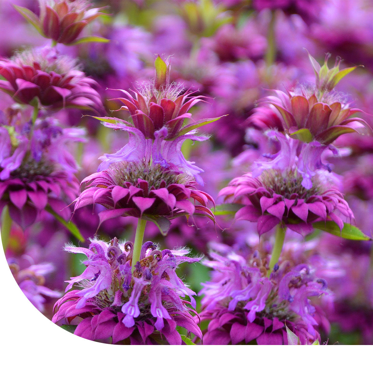 MRS Seeds & Mixtures Citroen Bergamotmint - Monarda citriodora