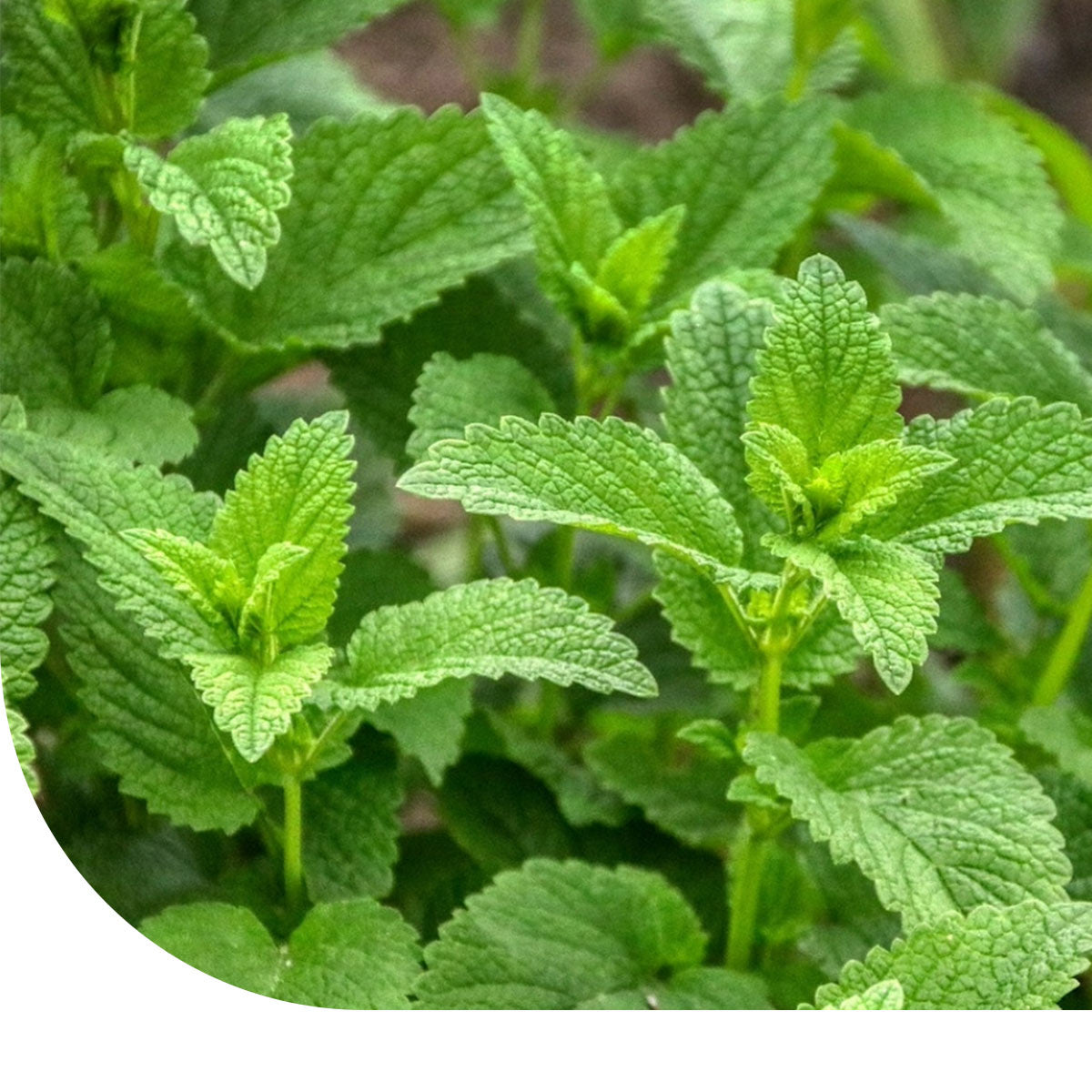 MRS Seeds & Mixtures Citroenmelisse - Melissa officinalis