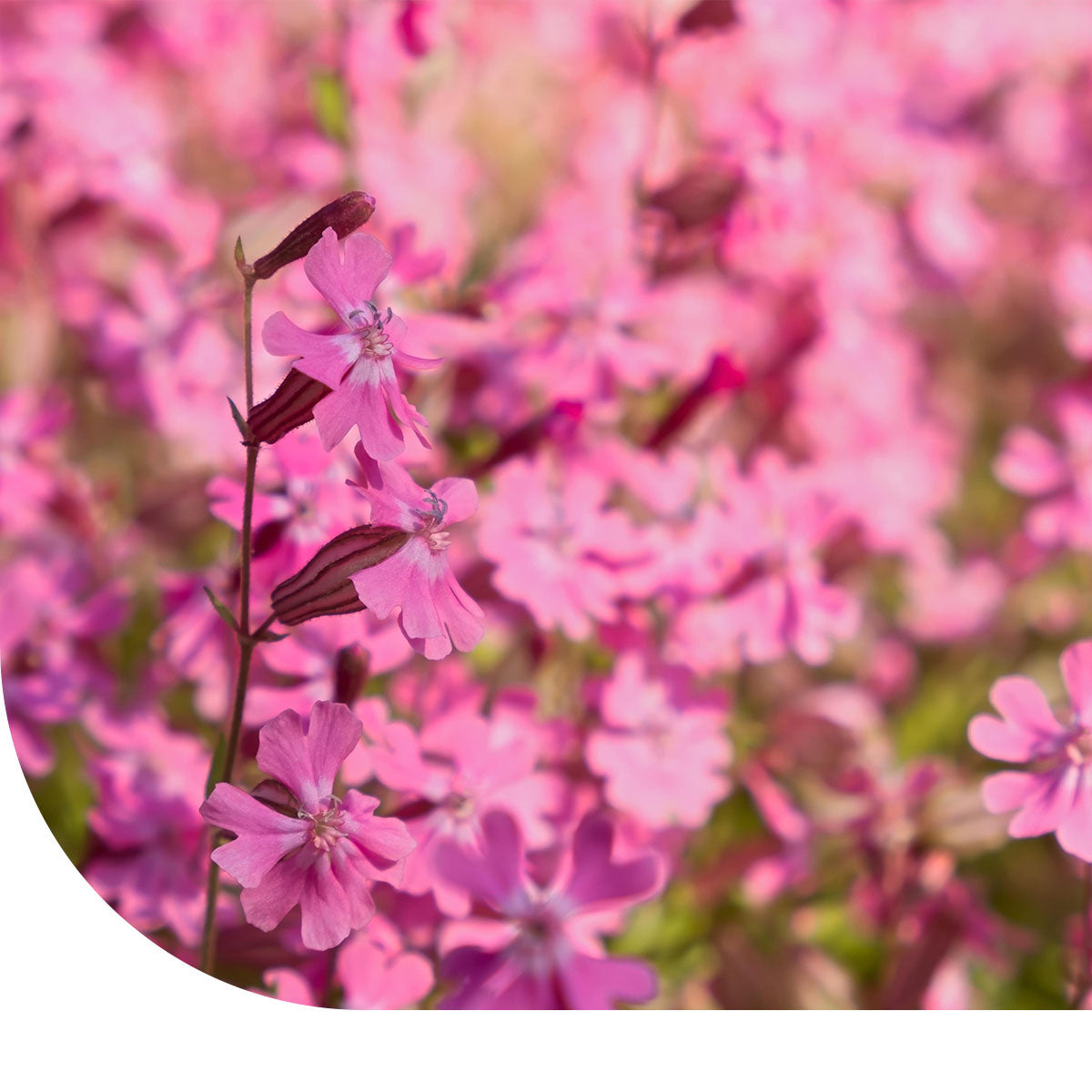 MRS Seeds & Mixtures Compagnon rouge – Silene dioica [fr]