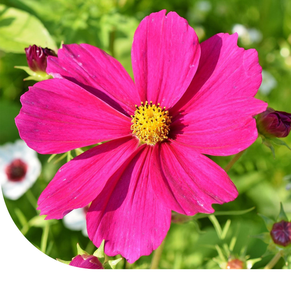 MRS Seeds & Mixtures Cosmea bipinnatus 'Dazzler'