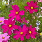 MRS Seeds & Mixtures Cosmea bipinnatus 'Dazzler' [nl]