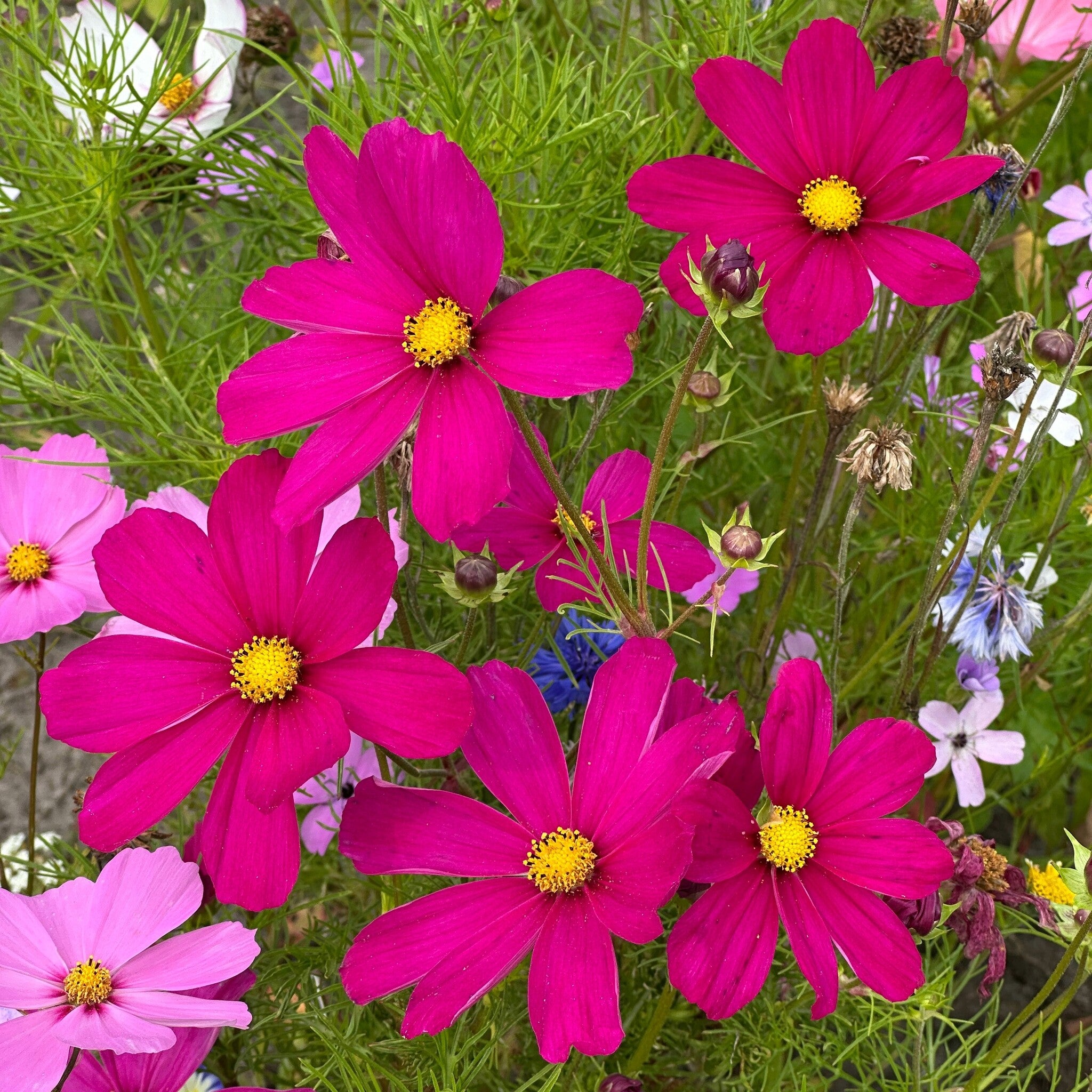 MRS Seeds & Mixtures Cosmea bipinnatus 'Dazzler' [nl]