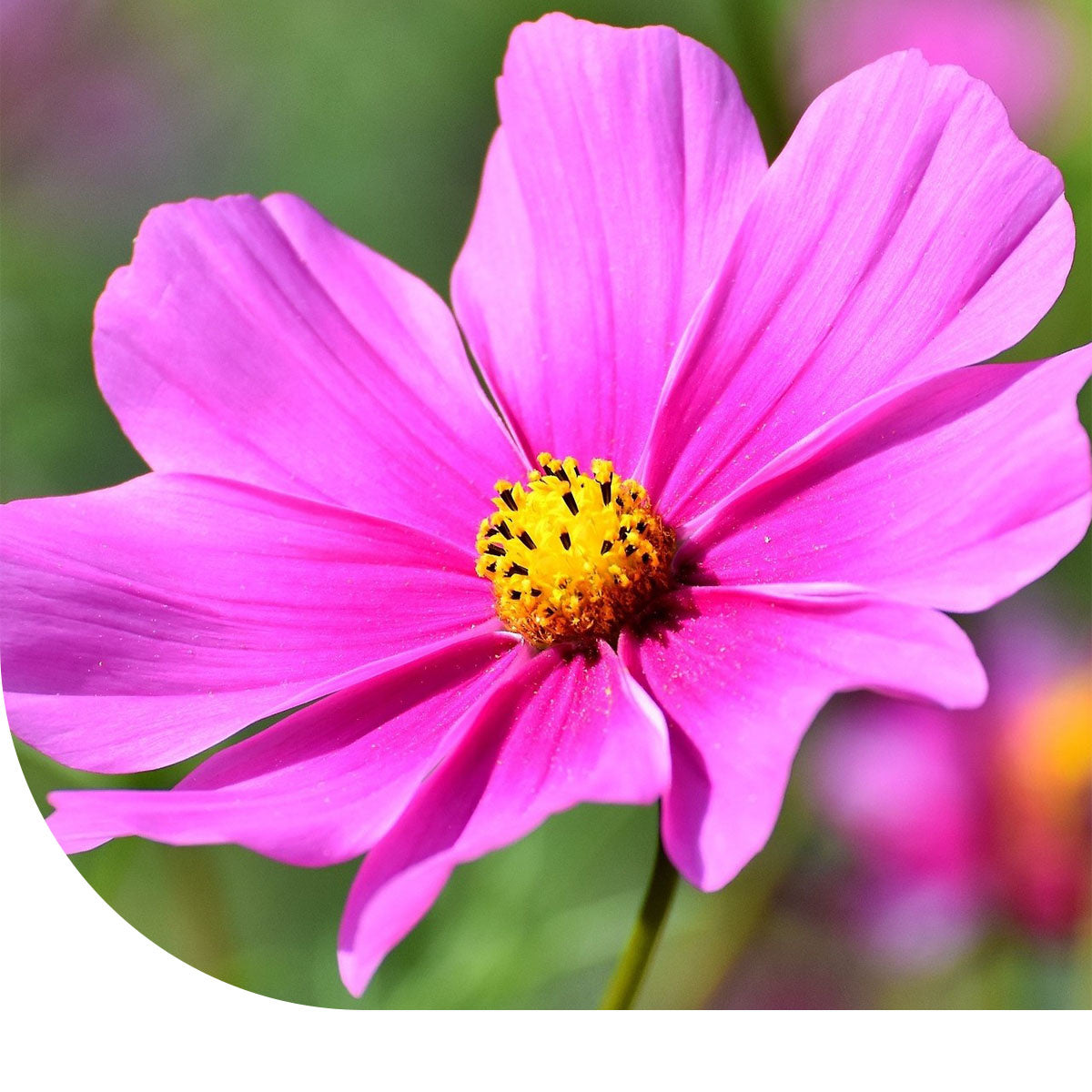 MRS Seeds & Mixtures Cosmea bipinnatus 'Pinkie'