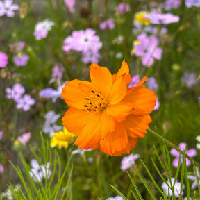 MRS Seeds & Mixtures Cosmea 'Bright Lights' - gemengd [nl]