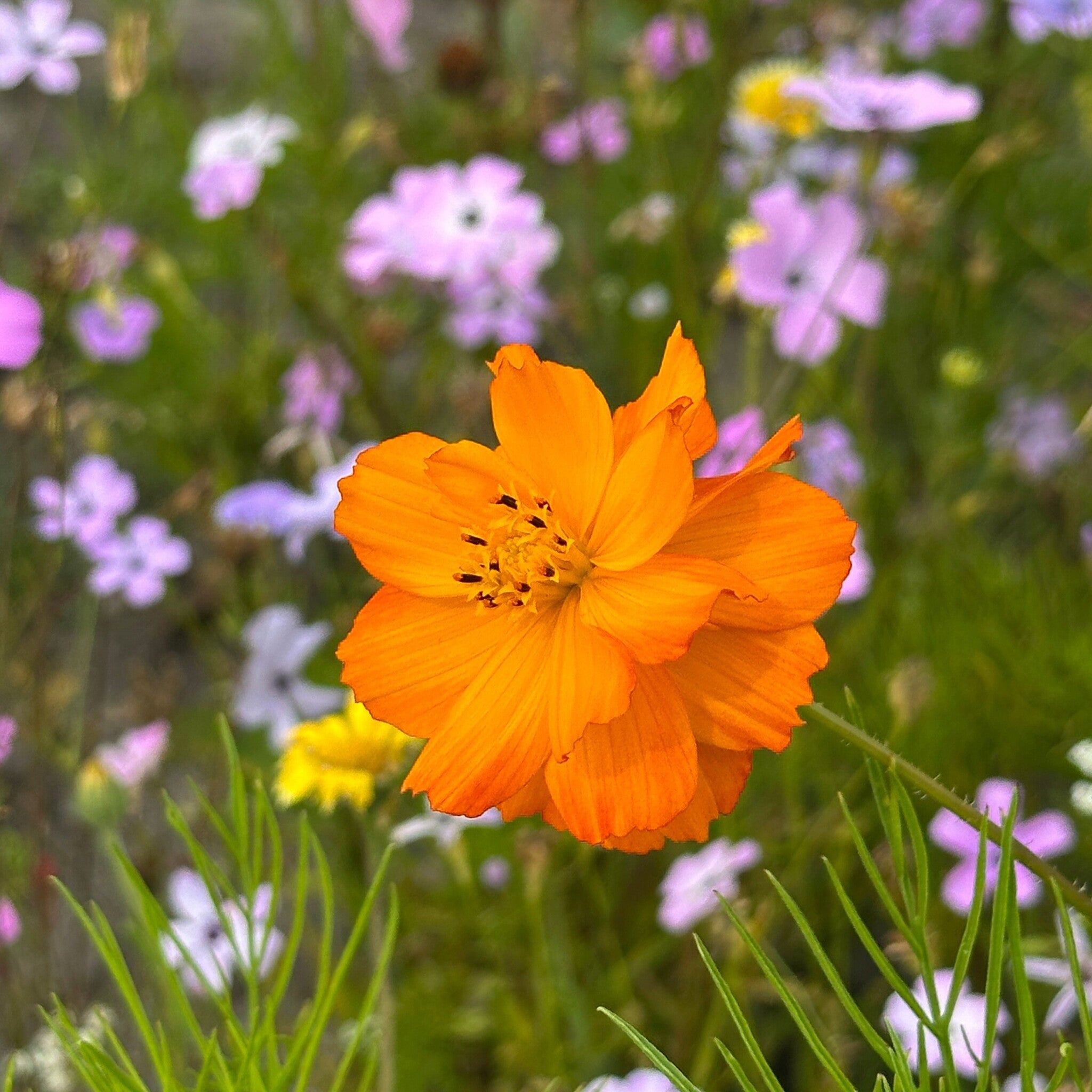 MRS Seeds & Mixtures Cosmea 'Bright Lights' - gemengd [nl]