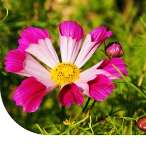 MRS Seeds & Mixtures Cosmea - Cosmos 'Sea Shells' mix