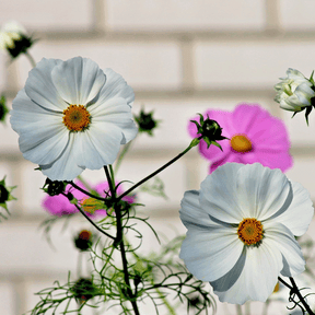 MRS Seeds & Mixtures Cosmea - Cosmos Sensation Mix [nl]