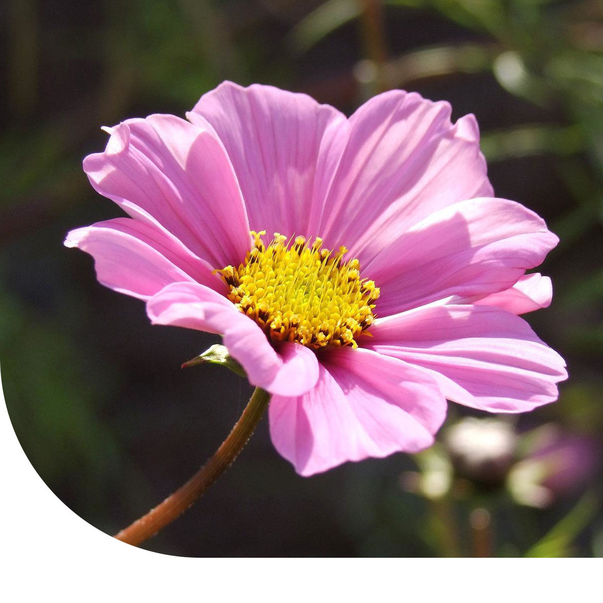MRS Seeds & Mixtures Cosmea 'Daydream' - Cosmos bipinnatus