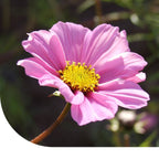 MRS Seeds & Mixtures Cosmea 'Daydream' - Cosmos bipinnatus