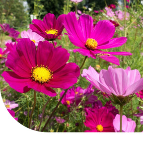 MRS Seeds & Mixtures Cosmea 'Dwarf Sensation' gemengd