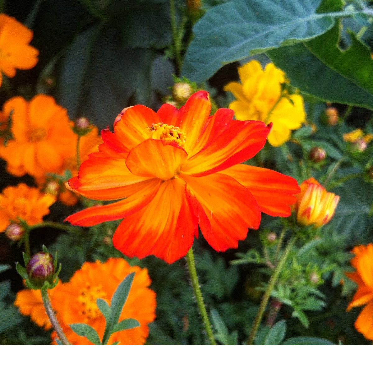 花 chisamama Cosmea mix 'Ladybird' - Cosmos sulphureus – Mulder Retail B.V.