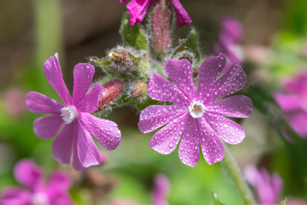 MRS Seeds & Mixtures Dagkoekoeksbloem – Silene dioica [nl]