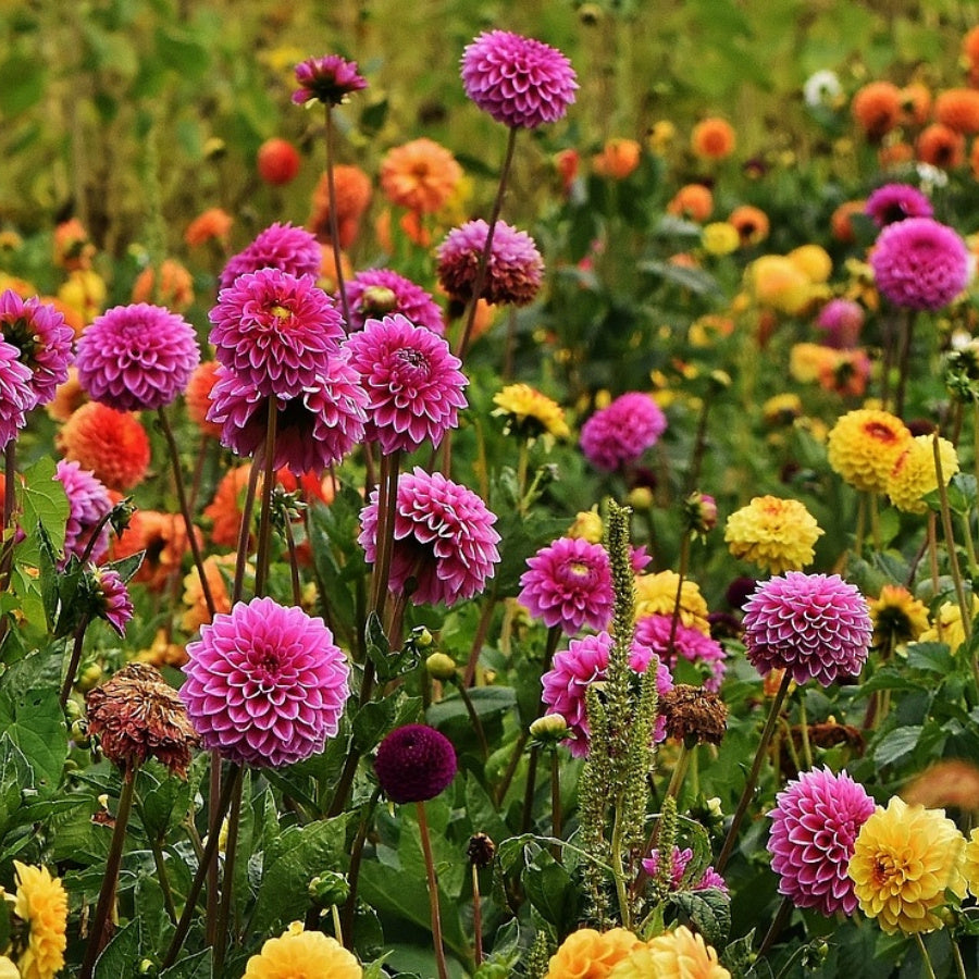 MRS Seeds & Mixtures Dahlia Variabilis - Rigoletto gemengd