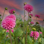 MRS Seeds & Mixtures Dahlia Variabilis - Unwin's Hybride gemengd [nl]
