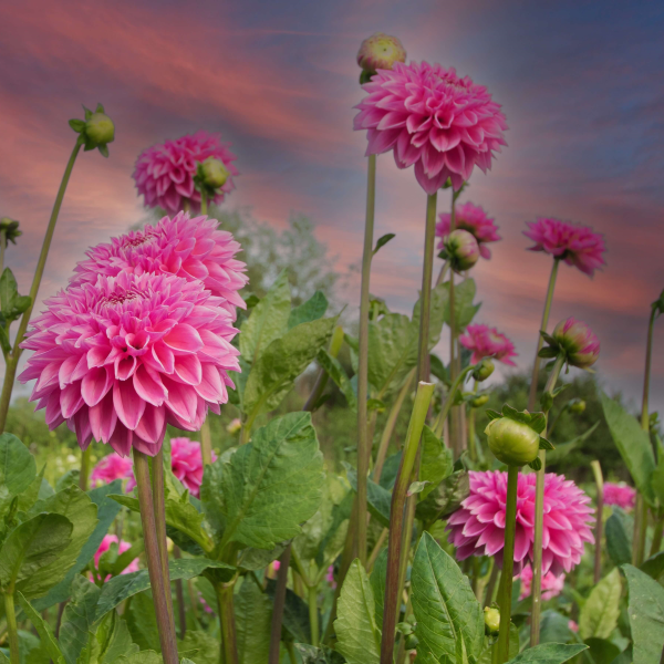 MRS Seeds & Mixtures Dahlia Variabilis - Unwin's Hybride gemengd [nl]
