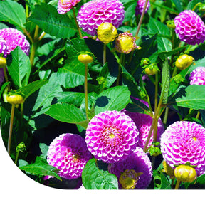 MRS Seeds & Mixtures Dahlia Variabilis - Unwin's Hybride gemengd