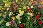 MRS Seeds & Mixtures Dahlia Variabilis - Unwin's Hybride gemengd [nl]