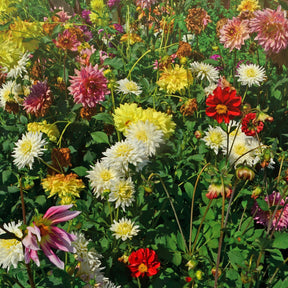 MRS Seeds & Mixtures Dahlia Variabilis - Unwin's Hybride gemengd [nl]