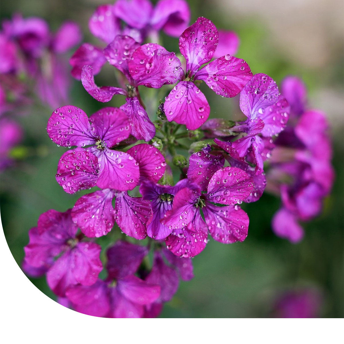 MRS Seeds & Mixtures Damastbloem - Hesperis matronalis