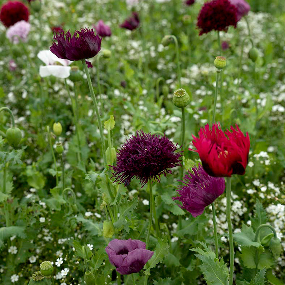 MRS Seeds & Mixtures Droogbloemenmengsel - 21 soorten