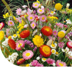 MRS Seeds & Mixtures Droogbloemenmengsel - 21 soorten
