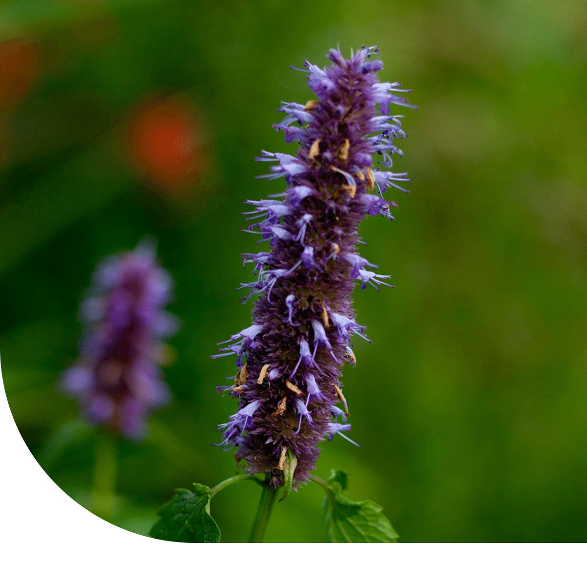 MRS Seeds & Mixtures Dropplant - Agastache mexicana 'blue'
