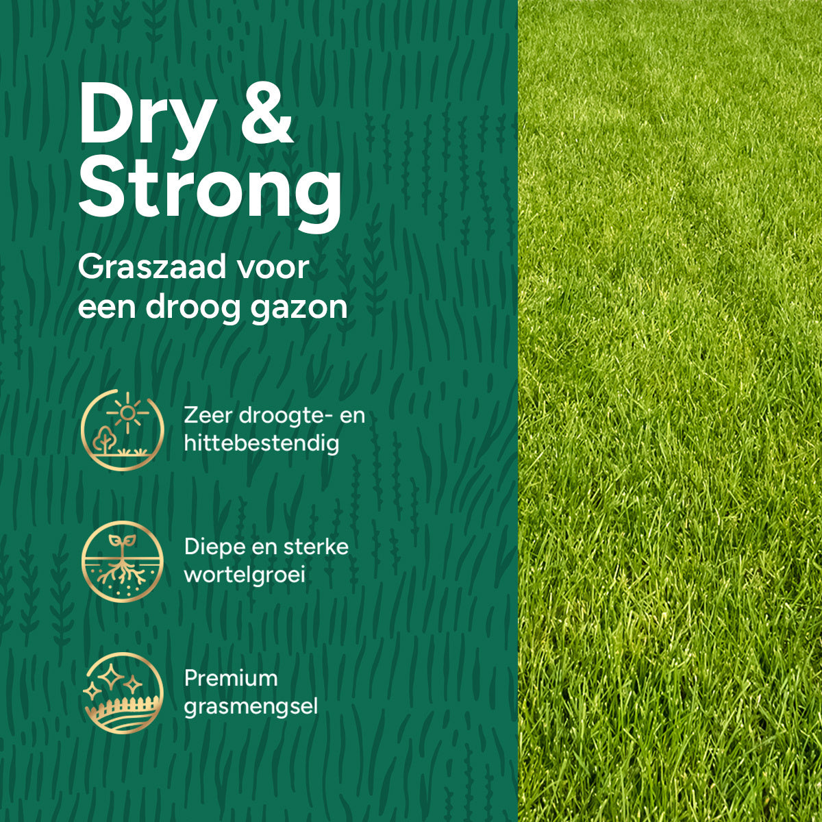 MRS Seeds & Mixtures Dry & Strong Premium - Droogtebestendig graszaad 10 kg - 500 m² [nl]