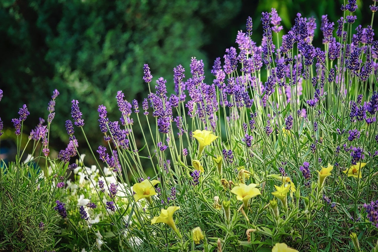 MRS Seeds & Mixtures Duftblumen - Einjährige Sommerblumenmischung [de]