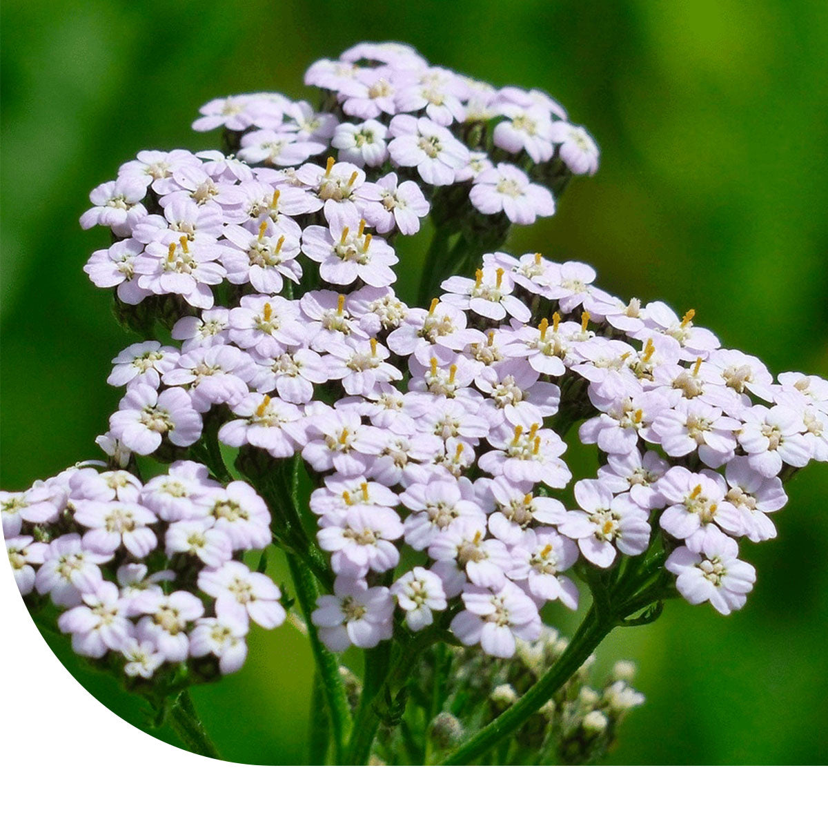 MRS Seeds & Mixtures Duizendblad -  Achillea millefolium