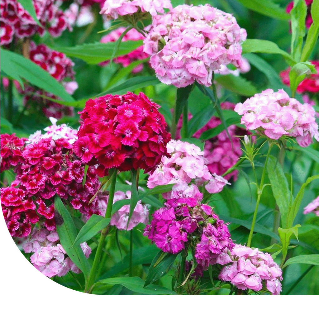 MRS Seeds & Mixtures Duizendschoon - gemengd