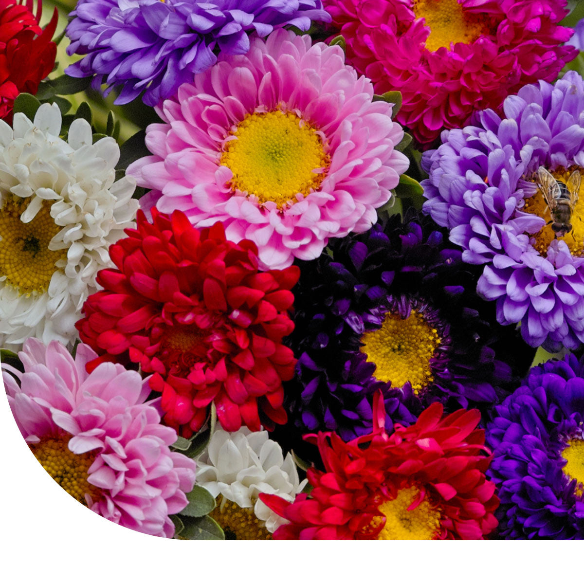 MRS Seeds & Mixtures Dwerg Aster - Callistephus chinensis